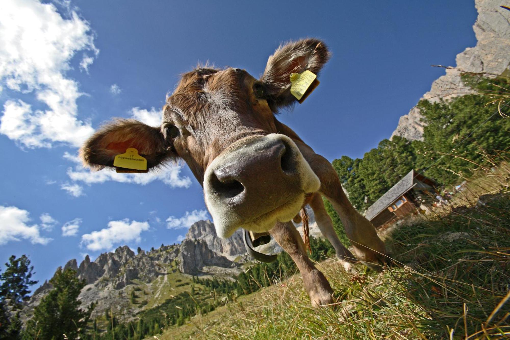 Hotel Diamant Park Campitello di Fassa Extérieur photo